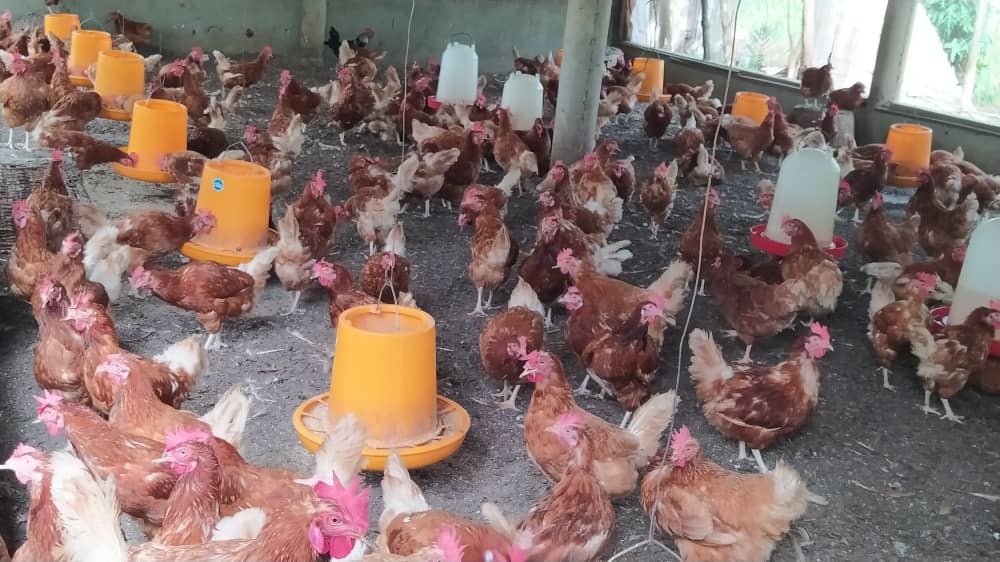 elevage_poulet
